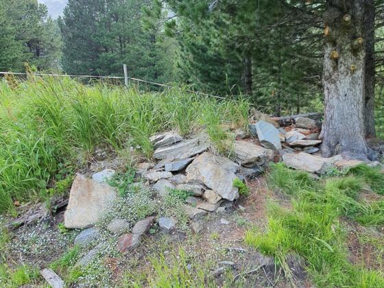 #4 Cache (Zirbenwald Obergurgl)