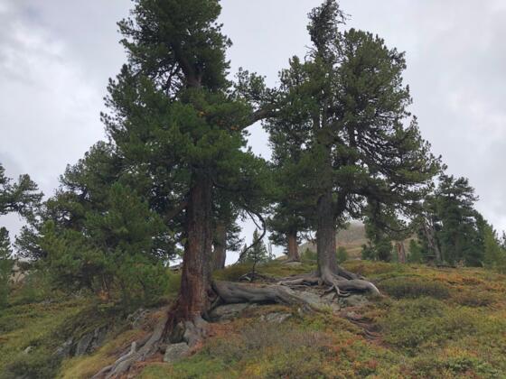 #3 Cache (Zirbenwald Obergurgl)