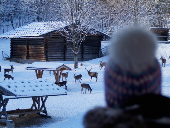Wildtiere im Nationalpark Berchtesgaden beobachten