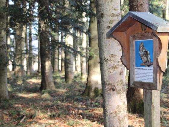 Vogellehrpfad Bad Vigaun_Mäusebussard