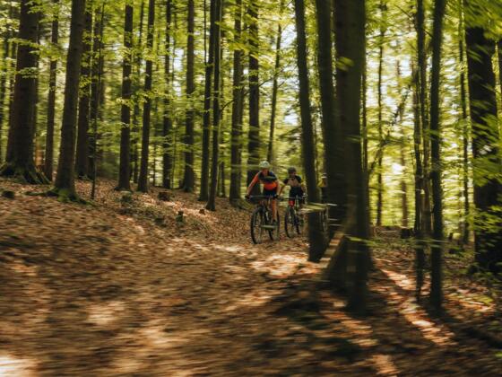 Mountainbiker im Böhmerwald