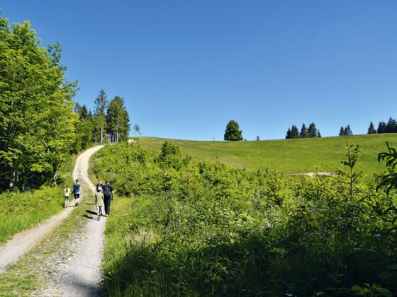 Durch den Tobel auf den Wolfsberg