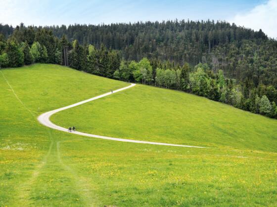 Ein kurzer Rundweg durch den Rotenbachtobel.
