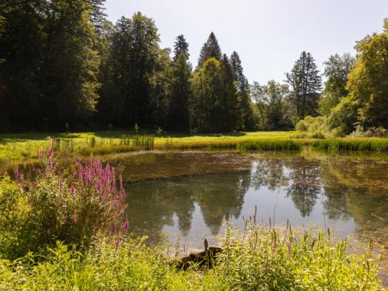 Weiher an der Ehwiesmühle