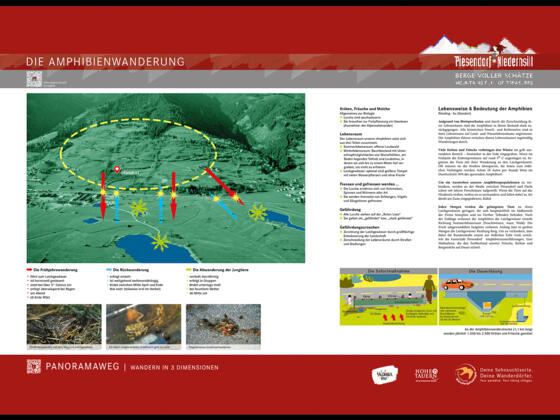Die Amphibienwanderung - Panoramatafel
