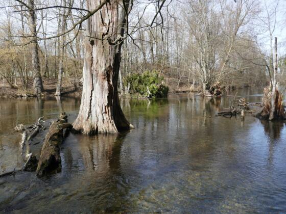 Flussimpression der Würm südlich von Gauting