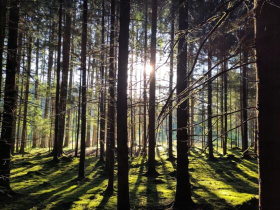Wald beim Mertsee Eggenfelden
