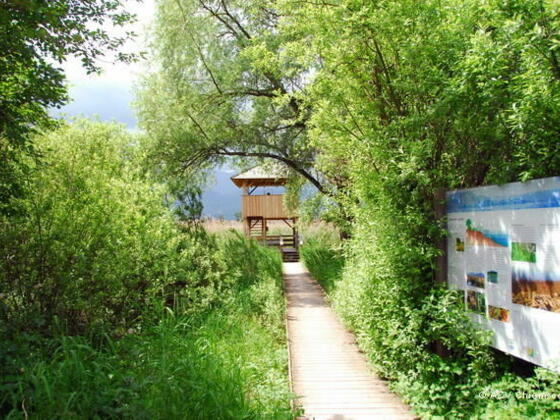 Der Weg zum Beobachtungsturm über einen hölzernen Steg.