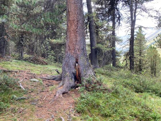 #2 Cache (Ramolalm)