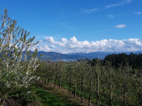 Anhöhe Taubenberg