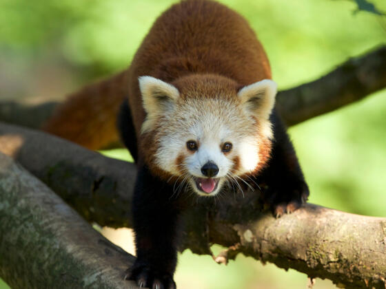 Zoo Salzburg - Roter Panda