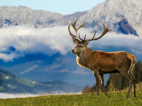 Wildpark Aurach