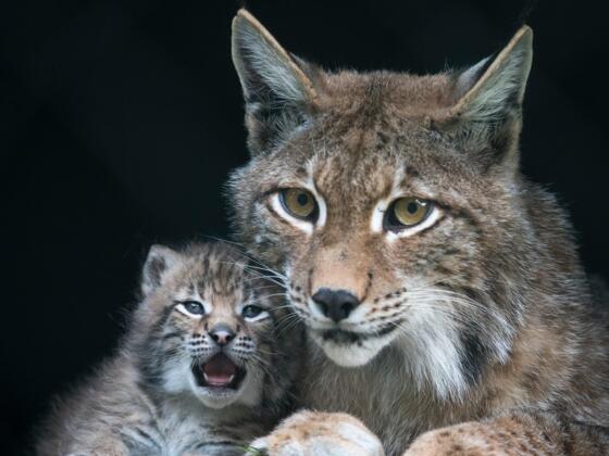 Wild & Erlebnispark Ferleiten - über 200 Wildtieren aus den Alpen und der ganzen Welt begegnen