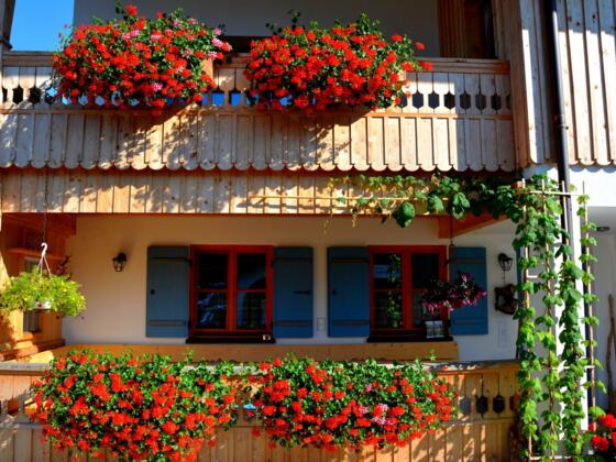 Balkonblumen
