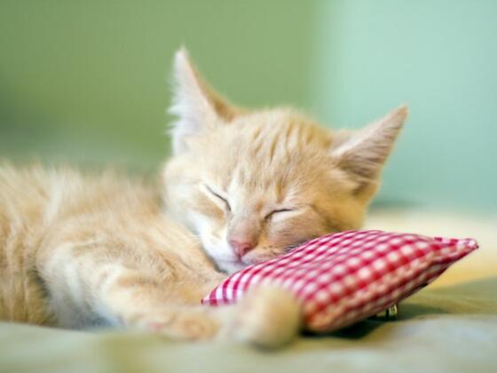 tierarztpraxistegernsee