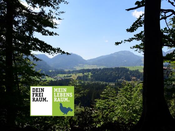 Ausblick Richtung Obermaiselstein