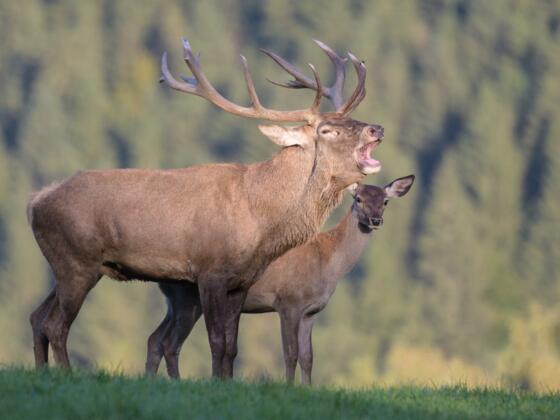 Tierpark Altenfelden