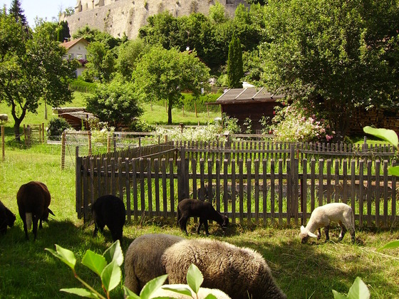 Burg Tittmoning-Barthel