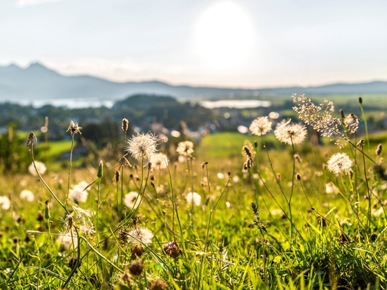 Wiese in der Nähe von Kochel a. See
