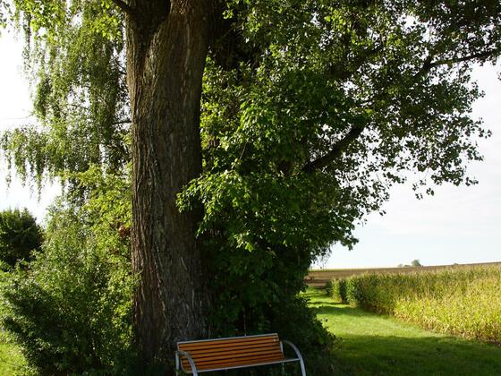 Bankerl an der Streuobstwiese Notzing