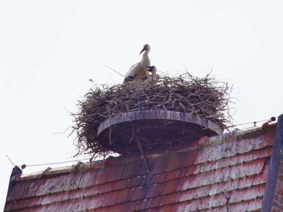Storch in Sonnendorf