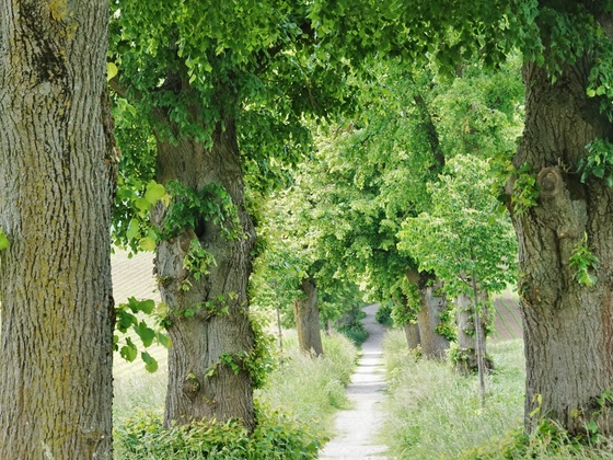 Lindenallee Dorfen
