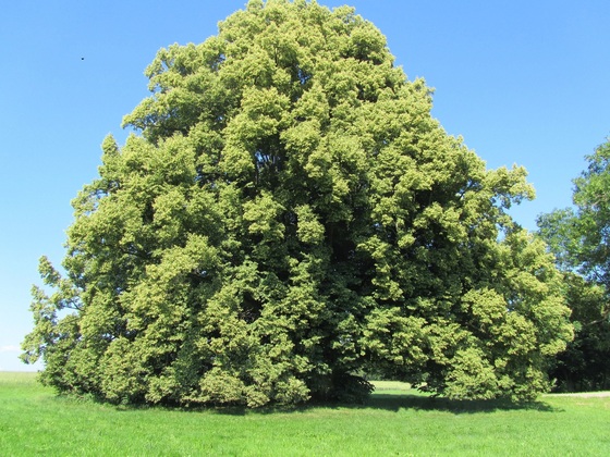 Krieringer Linde