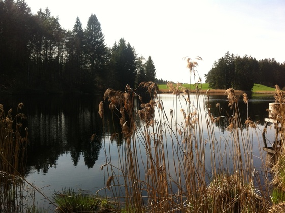 Auweiher