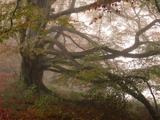 Buschelbuche im Bernrieder Park - Methusalem-Baum