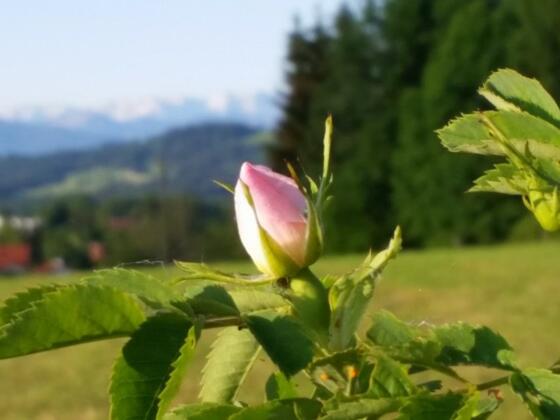 Paradieshof - Café, Events, Obst, Kräuter
