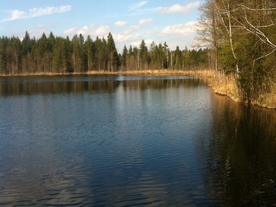 Der Weg führt direkt am malerischen Holzweiher entlang