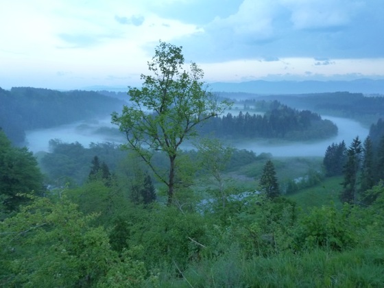 Litzauer Schleife
