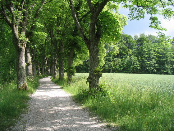 Auf dem König-Ludwig-Weg.