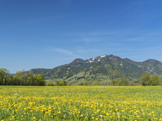 blühende Wiese in Lenggries