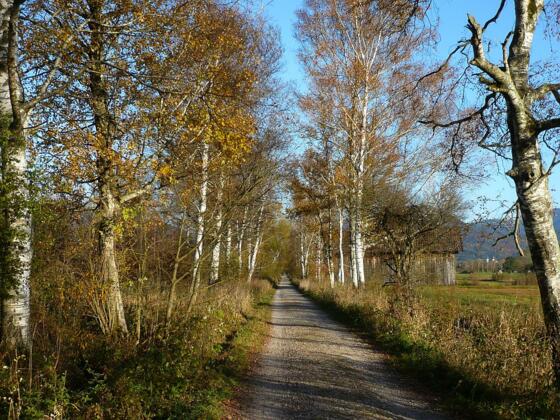 Moosweg im Herbst