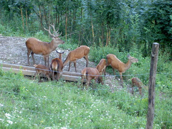 Wildgehege an der Reiseralm