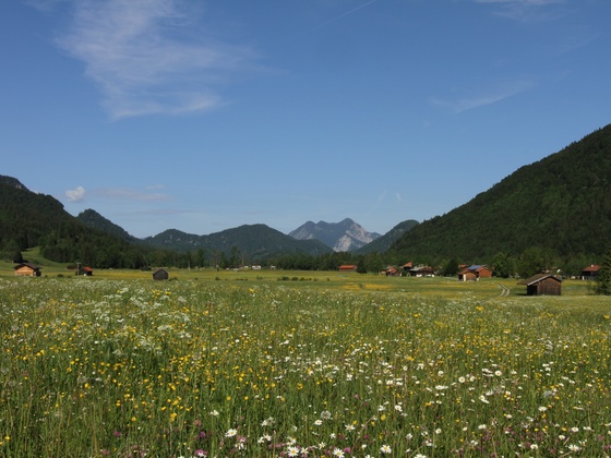 Bühende Wiesen in der Jachenau mit Blick auf den Herzogstand