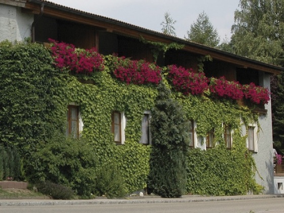 Pension &quot;Zur Linde&quot;