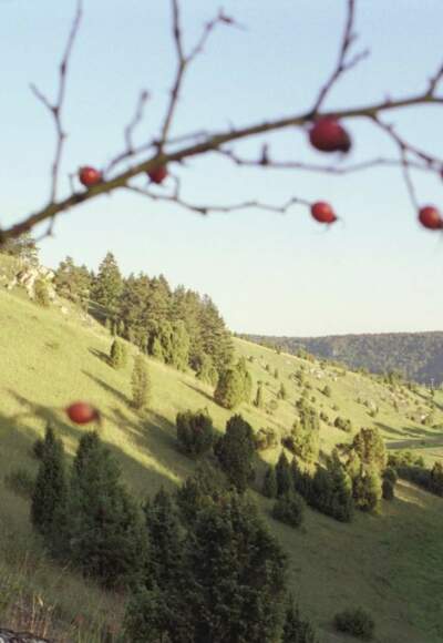 Gungolfinger Wacholderheide