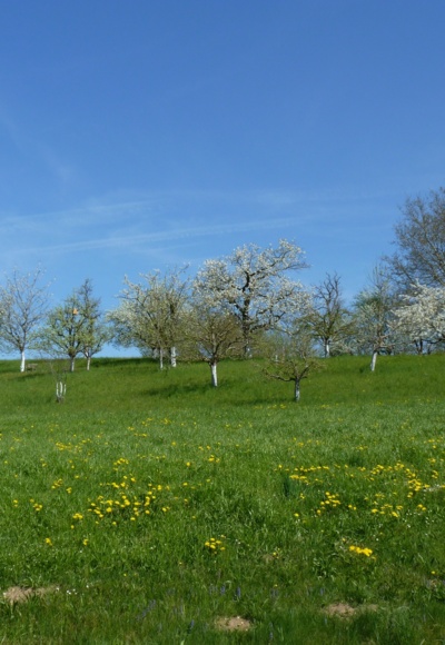 Obstgarten im Frühjahr