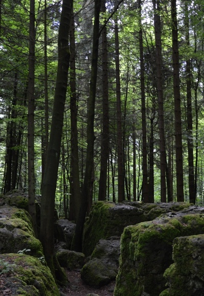 im Druidenhain