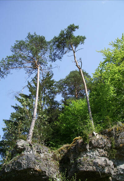 Bernheck, Plecher Schlaufe