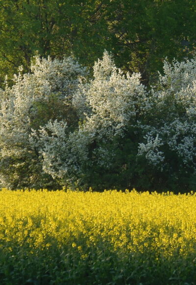 Schleifenroute - blühende Wiese in der Nähe von Dinkelsbühl im Naturpark Altmühltal