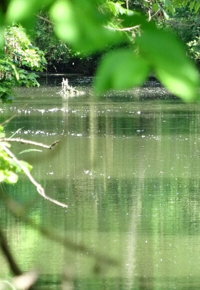 Die Tauber bei Tauberzell