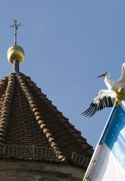 Storch sitzt auf Fahne. Im Hintergrund ein Dach mit einem Kreuz.