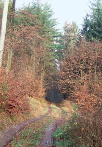 Der alte Räuberwald ist im Herbst besonders Farbenprächtig.