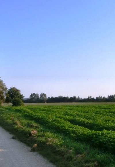 Ein Feldweg des Krautlandwegs 2 erstrahlt im Sonnenlicht neben grünen Wiesen.