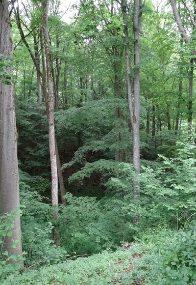 Urwald mitten in Deutschland