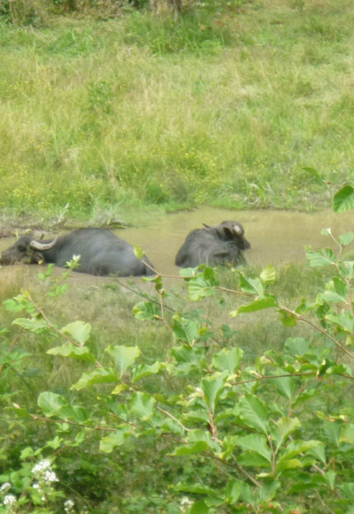 Die Wasserbüffel fühlen sich im Hafenlohrtal wohl.
