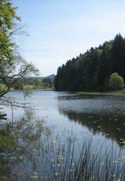 Der schöne Widdumer Weiher